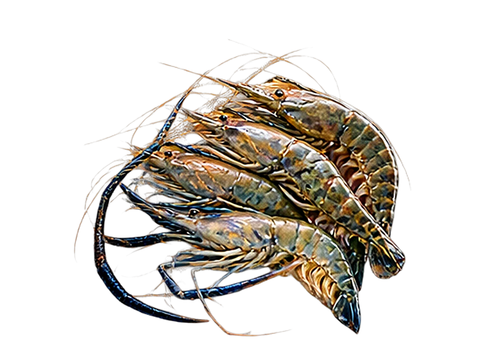 Camarons from the river farm