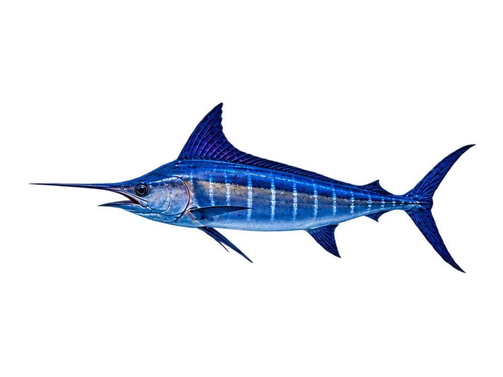Marlin