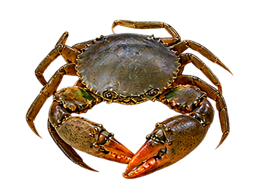 Mud crab