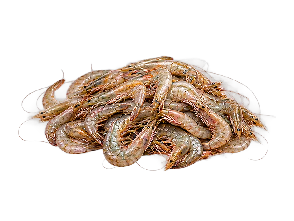 Small shrimp
