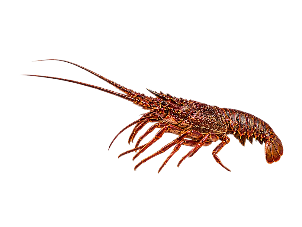 Spiny lobster