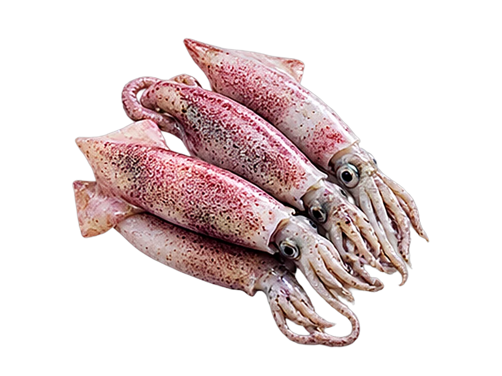 Squid (calamar)