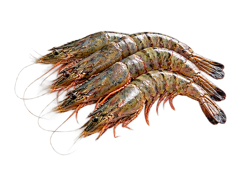 Tiger prawns